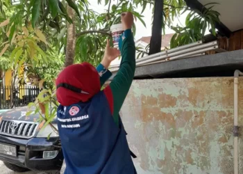 Ada Penambahan Sebaran Jumlah Telur Wolbachia di Empat Kelurahan di Bontang