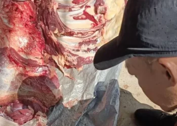 1.611 Hewan Kurban Disembelih di Bontang, 10 Ekor Mengandung Cacing Pita