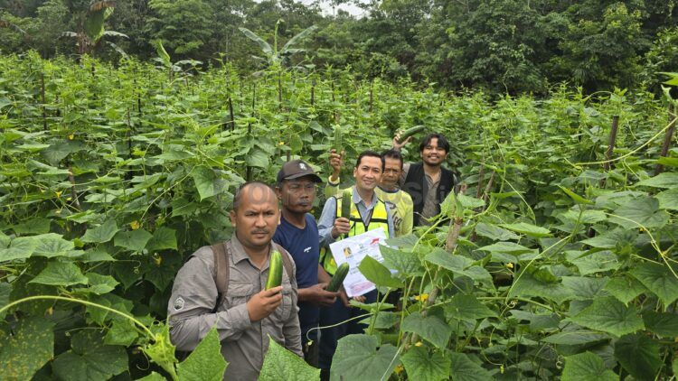 CSR Departemen Head PAMA INDO, Yasser Pramana (tengah) bersama mitra binaan saat memanen timun. (Ist)