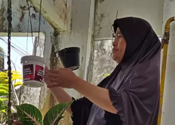 Sebaran Nyamuk Wolbachia di Tiga Kecamatan Belum Capai Target