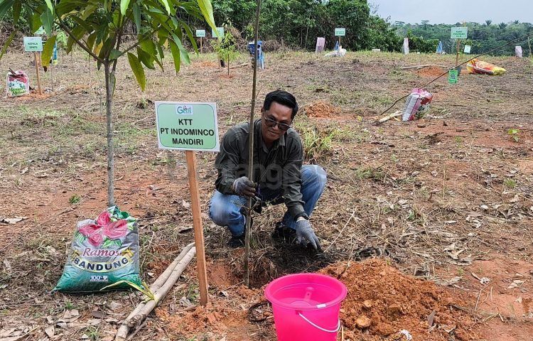 Penanaman bibit ketapang kencana secara simbolis oleh External Relation PT IMM M Ahyadi Gani. (Nasrullah/bontangpost.id)
