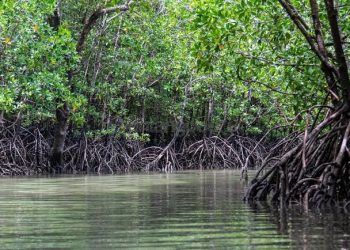 Pohon Mangrove di Bontang Kuala Ditebang, Ini Kata Camat Bontang Utara
