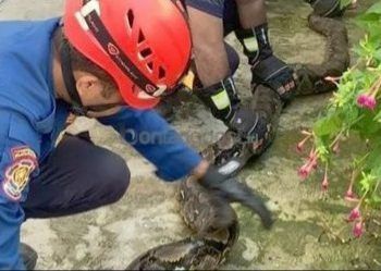 Hendak Masuk ke Rumah Warga Guntung, Ular Empat Meter Tersangkut di Jaring