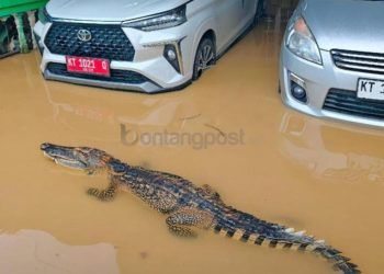 Hoaks, Buaya Muncul di Permukiman Warga Api-Api saat Banjir