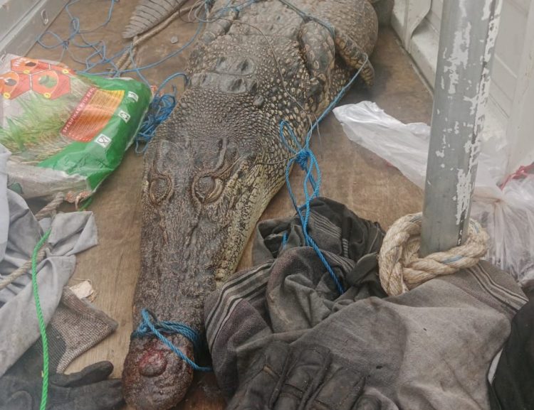 Buaya 2,5 meter yang dievakuasi Disdamkartan Bontang