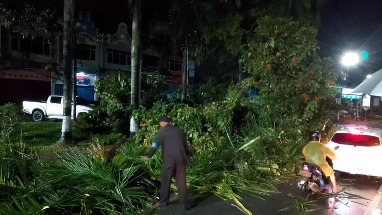 Hujan dengan intensitas tinggi  membuat pohon tumbang