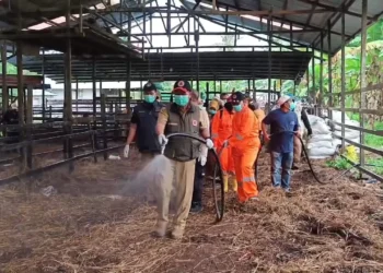 Waspada, Penyakit Hewan PMK dan LSD Sudah Mulai Menular di Kaltim