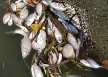 Dugaan Pencemaran Limbah Pabrik CPO di Bontang Lestari; Ikan Mati, Air Laut Menghitam