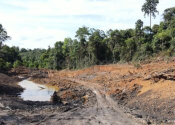 Hutan Kaltim Kerap Ditambang secara Ilegal, Bukti Lemahnya Penegakan Hukum