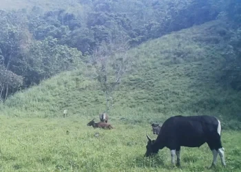 Banteng Kalimantan, Satwa Dilindungi yang Memiliki Nilai Ekologis Tinggi