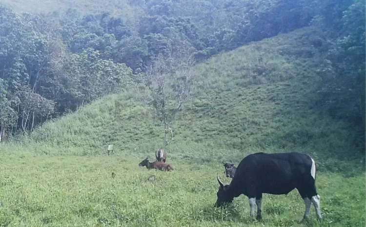 Populasi Banteng Kalimantan di kawasan Padang Savana Long Tua.