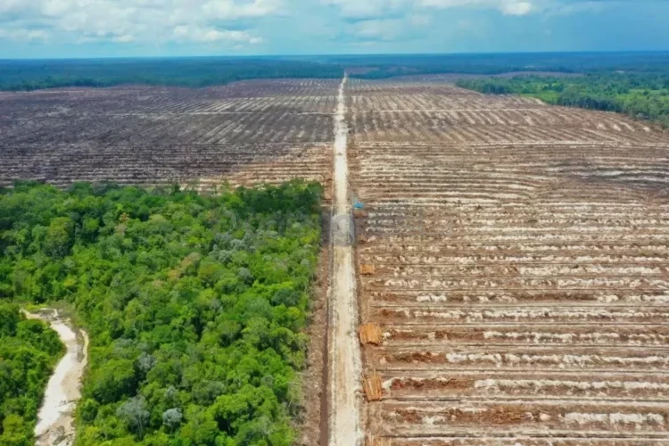 Ilustrasi penggundulan hutan. Auriga Nusantara menempatkan Kutai Timur jadi kontributor utama deforestasi tertinggi di Indonesia sepanjang 2024.
