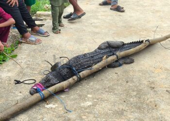Lagi Cari Kerang, Petugas Kebersihan Bontang Diterkam Buaya di Tanjung Limau