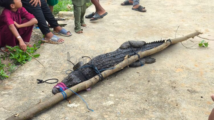 Buaya yang menyerang warga Tanjung Limau. (Nasrullah/Bontang Post)
