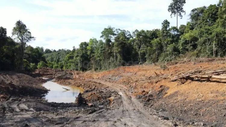 Perjalanan kasus tambang ilegal di kawasan Kebun Raya Unmul Samarinda masih berjalan. (DOK/KP)