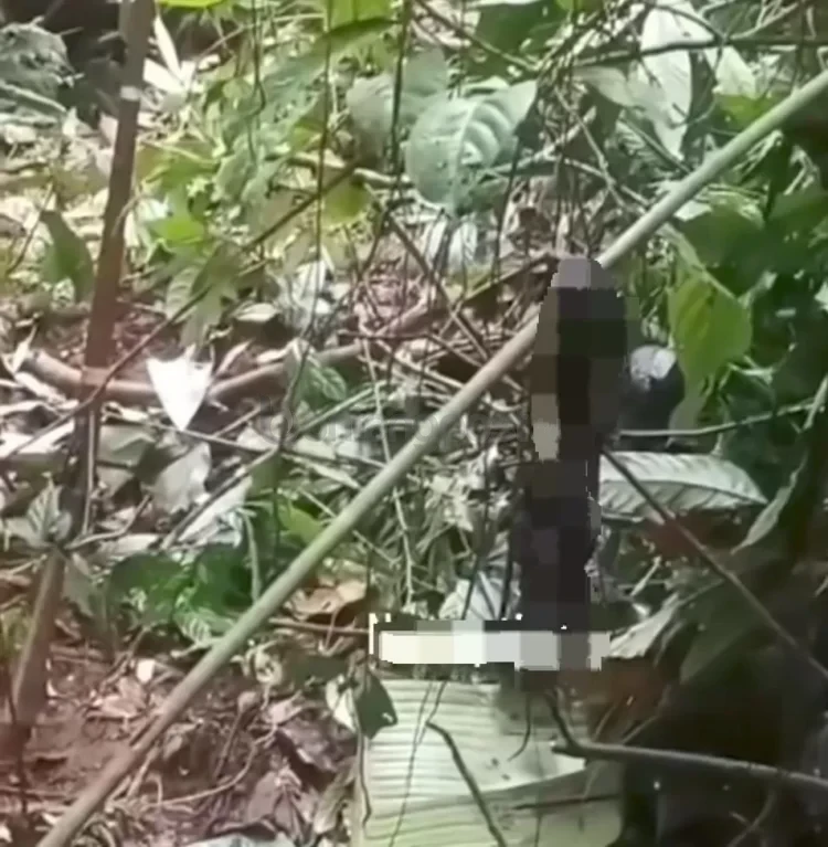 Potongan tubuh berupa tangan yang terekam dalam video viral di Instagram, diduga milik orangutan.