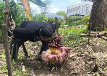 Mengenal Suweg, Jenis Bunga Bangkai yang Tumbuh di Guntung Bontang; Dapat Dimakan dan Dibudidaya