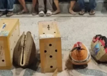 Arena Sabung Ayam Digerebek, Belasan Orang Diciduk