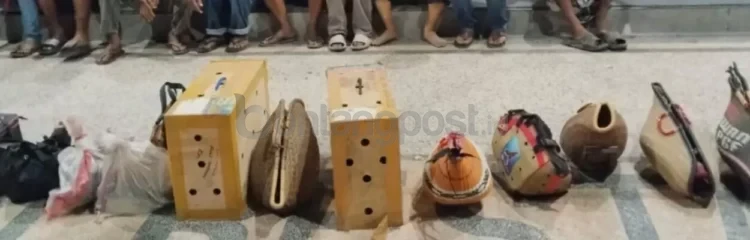 SABUNG AYAM: Belasan ekor ayam jago diamankan di markas Polresta Balikapapan termasuk sejumlah pria yang kini sedang dilakukan pendataan keterlibatan judi. (IST/KP)