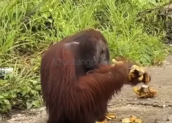 Di Tengah Hujan, Individu Orang Utan Muncul di Pinggir Jalan Kutim