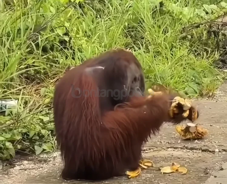 Orang utan tampak memakan pisang yang diberikan pengendara saat melintas di Jalan Poros Bengalon-Kaliorang, Kamis (11/12). (TANGKAPAN LAYAR)