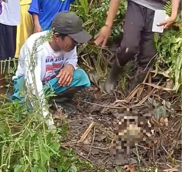 Tengkorak manusia yang ditemukan warga di area perkebunan sawit Desa Santan Ulu, Kecamatan Marangkayu, Minggu (18/1/2026)