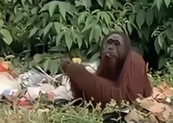 Orang Utan Terekam Mengais Sampah di Jalan Poros Kutim, BKSDA Lakukan Penelusuran