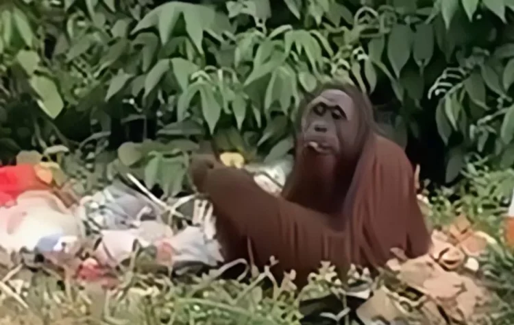 Seekor orang utan terlihat mengais sampah di pinggir jalan poros Bengalon Muara Wahau, Kutim