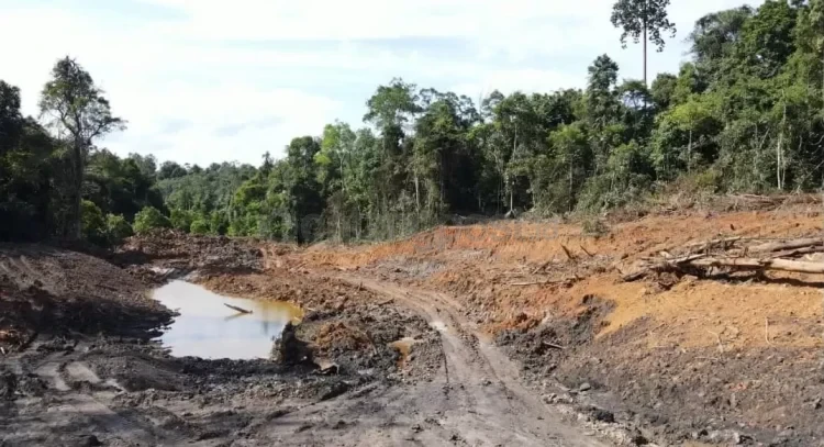 Lahan KHDTK beberapa waktu lalu setelah terungkap dirambah penambang ilegal. (Dok KP)