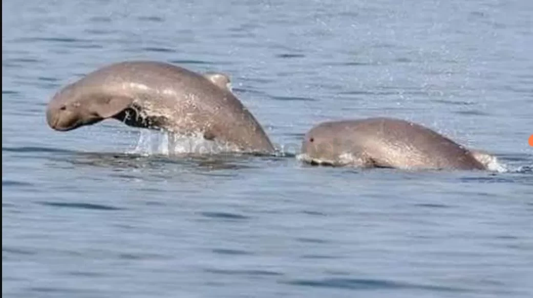 Pesut Mahakam di Ambang Punah, Populasi Tinggal 66 Ekor