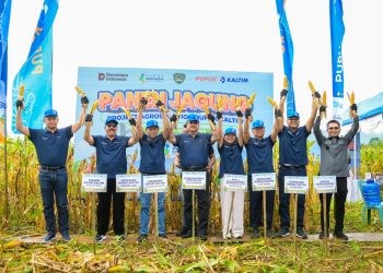 Optimalkan Produktivitas Pertanian, Agrosolution Pupuk Kaltim Dongkrak Produksi Jagung Maros 140 Persen