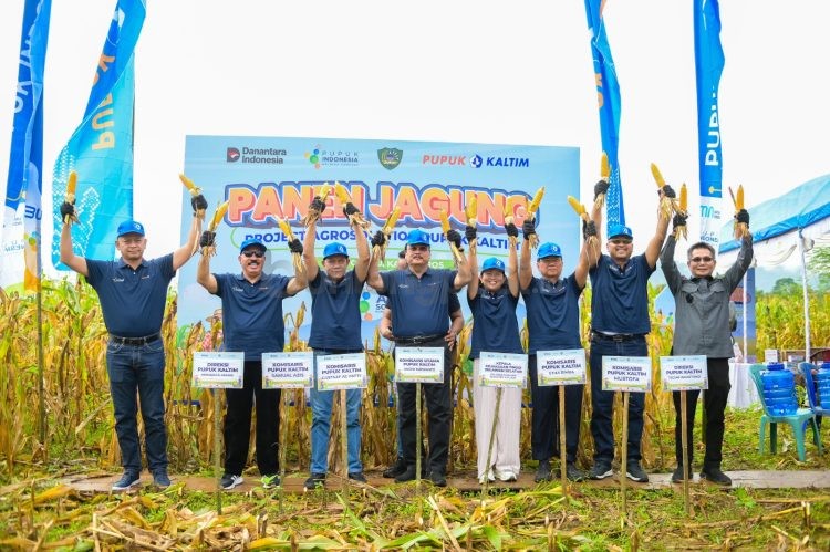Panen raya jagung Program Agrosolution PT Pupuk Kalimantan Timur bersama Pemkab Maros dan Kejati Sulsel di Desa Tompobulu, Kecamatan Tompobulu, Rabu (11/2/2026). Produktivitas melonjak hingga 140 persen.