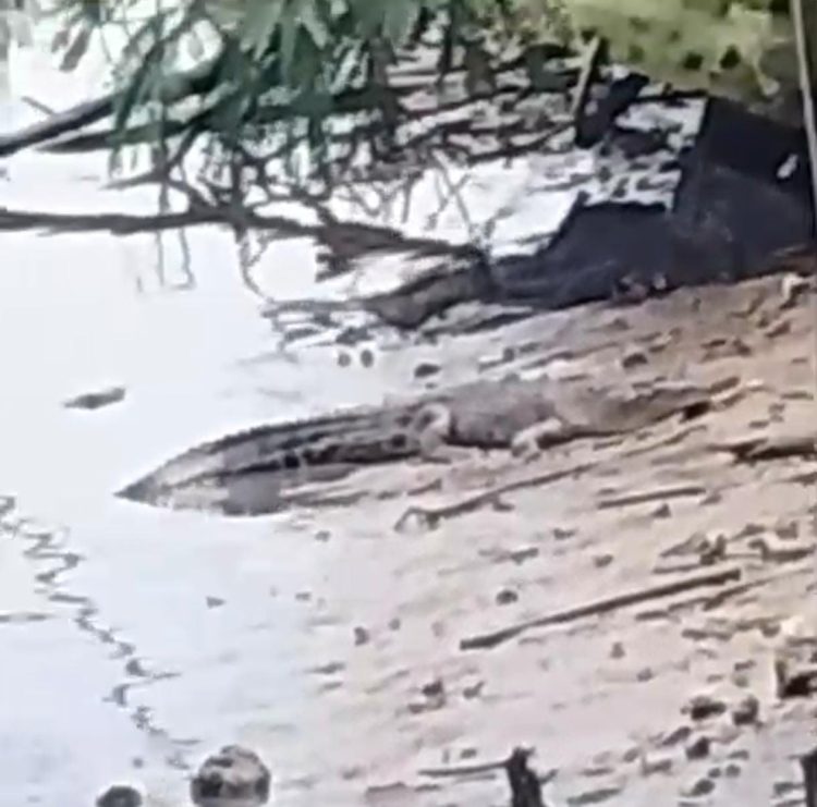 Buaya yang menyerang remaja di Tanjung Limau