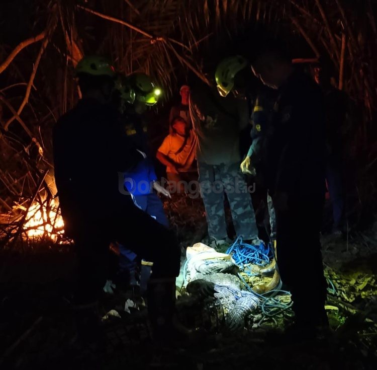 Petugas mengevakuasi buaya sepanjang 3 meter yang ditangkap warga.