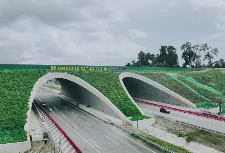 Jembatan satwa Tol IKN dibangun di dua titik strategis, yakni pada STA 8+325 dan STA 10+025 yang selama ini menjadi koridor alami perlintasan satwa. (BBPJN Kaltim)