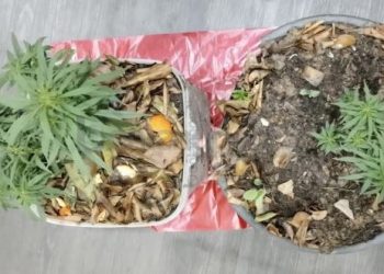 Tanam Ganja di Pot, Pria di Bontang Hanya Wajib Lapor, Ini Alasannya