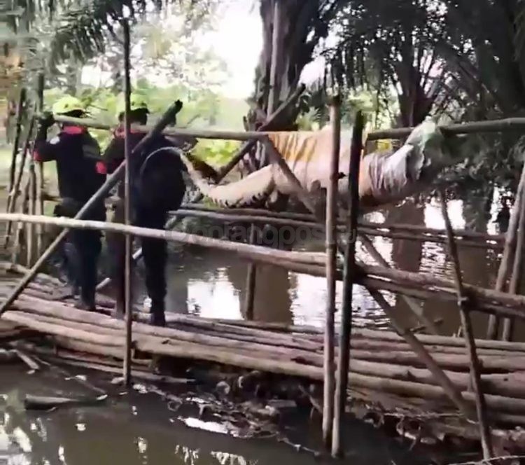 Saat buaya 2,5 meter dievakuasi.