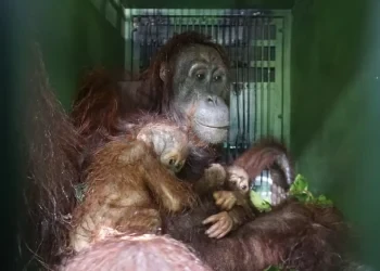 Orangutan dengan Anak Kembar di Kutim Diselamatkan dari Habitat Rusak