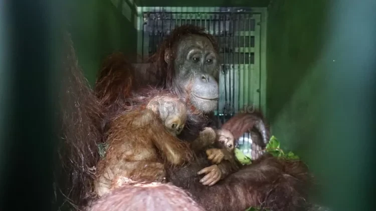 Induk orangutan, Jane bersama dua anak kembarnya ditemukan di kawasan hutan terfragmentasi di Bengalon, Kutim. (IST)