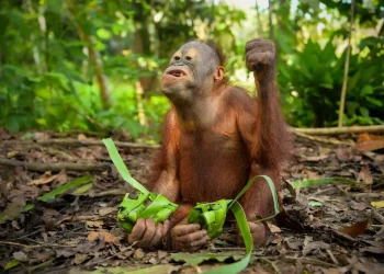 Bukan Sekadar Makan, Orang Utan “Berburu” Ketupat di Hari Lebaran