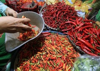 Sempat Sentuh Rp200 Ribu, Harga Cabai di Kaltim Kini Berangsur Turun