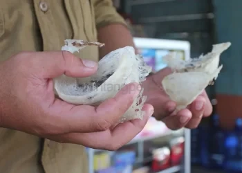 Ironi Pajak Walet Bontang: Bangunan Ratusan, Setoran Nol