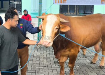 Hari Pertama Iduladha, 1.649 Hewan Kurban Disembelih di Bontang