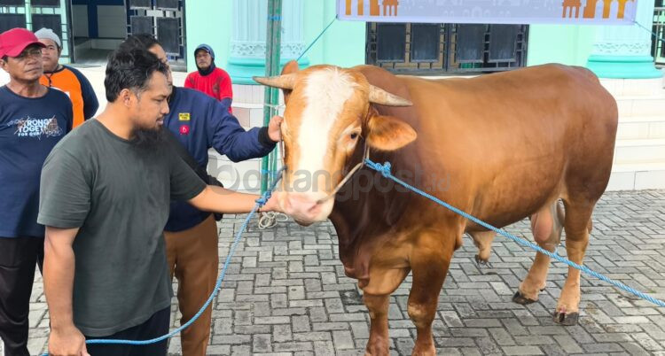 Sapi kurban bantuan Presiden RI Prabowo Subianto yang akan disembelih di Masjid Al Hijrah, Bontang, menjadi perhatian warga saat Hari Raya Iduladha.