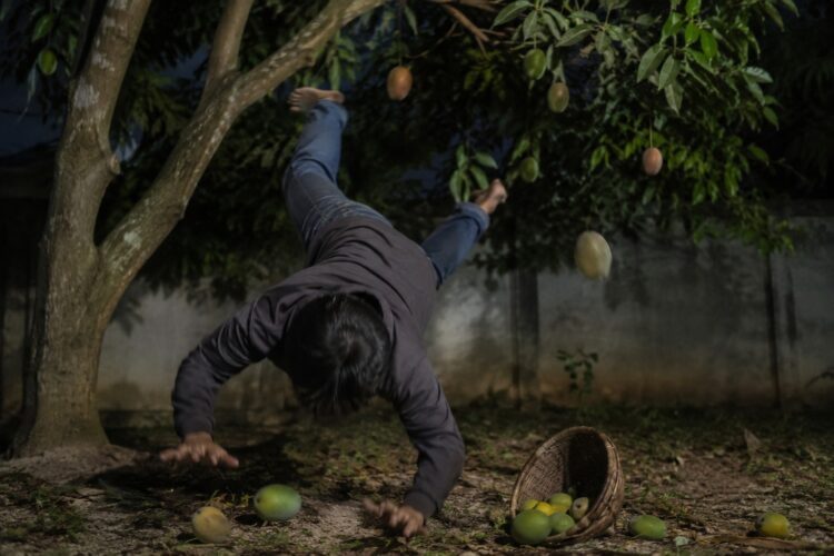 Ilustrasi peristiwa pria terjatuh dari pohon saat diduga hendak mencuri mangga di Bontang.