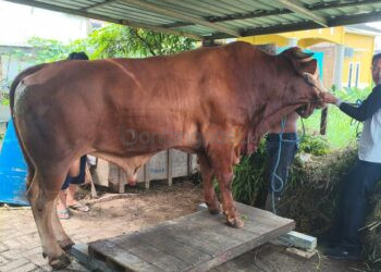 Bontang Kembali Dapat Sapi Kurban dari Presiden, Bobotnya 723 Kilogram