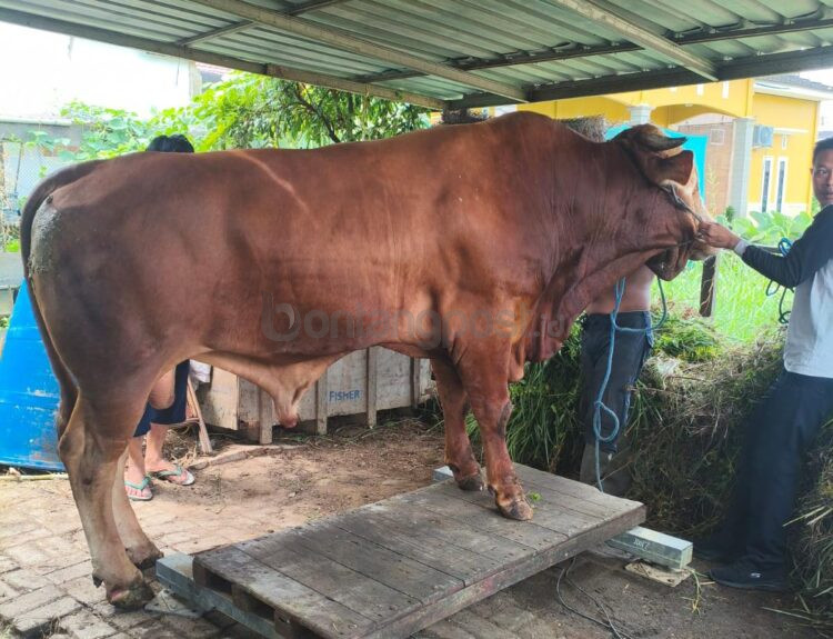Sapi kurban bantuan Presiden RI Prabowo Subianto untuk Kota Bontang tahun 2026 memiliki bobot mencapai 723 kilogram dan berasal dari peternak lokal.