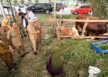 Wawali Bontang Pastikan Ribuan Sapi Kurban Sehat Jelang Iduladha