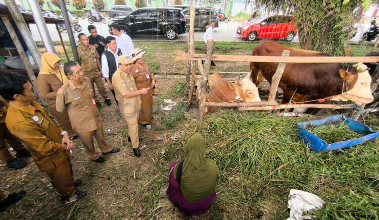 Wakil Wali Kota Bontang Agus Haris meninjau kondisi sapi kurban di peternakan Jalan Pupuk Raya, Minggu (25/5/2026), untuk memastikan kesehatan hewan jelang Iduladha. (Nasrullah/Bontang Post)