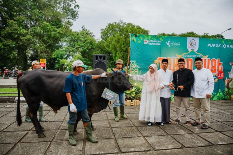 Pupuk Kaltim menyalurkan 17 ekor sapi kurban senilai Rp459 juta kepada masyarakat Bontang sebagai bentuk kepedulian sosial pada momentum Iduladha 1447 Hijriah.
